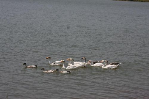 jüSTa Lake Nahargarh Palace, Chittorgarh