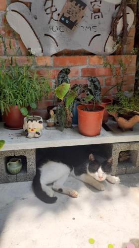 兔窩很Chill, I-lan (fotografie 9)