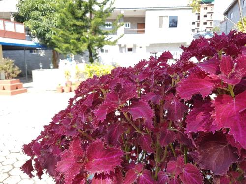 比斯拉姆酒店 Hotel Bishram