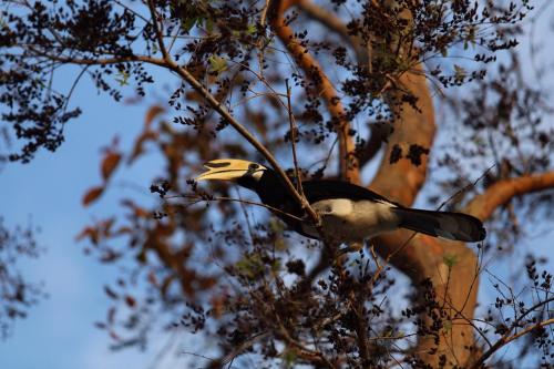 Cape Kudu Hotel, Koh Yao Noi