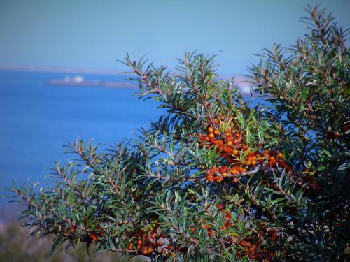 Beach, La Casa aan Zee in Ellemeet