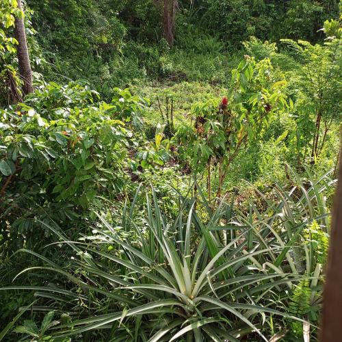 Philippine Mountain Eco Resort in Burgos (Surigao)