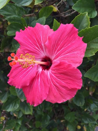 Tampilan eksterior, Flamingo Inn in Sarasota (FL)