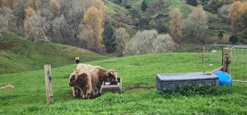 Misty Valley Hilltop Farmstay - Off Grid Retreat in Hangatiki