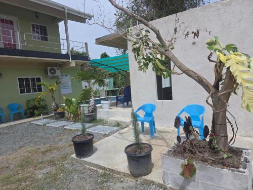 Jacqueline's Court-Alocasia in Carnbee