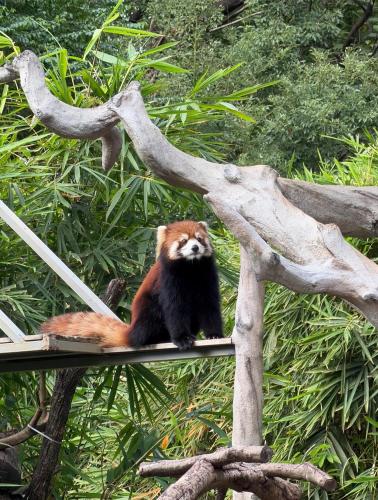 PACO HOTEL GUANGZHOU ZOO METRO BRANCH – Guangzhou (Canton), IA