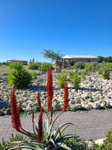 Kert, Thali Thali Game Lodge in Zoutekuylen
