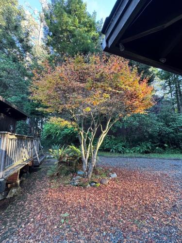 Home near the redwoods in Cleone (CA)