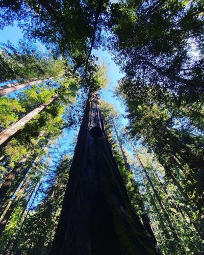 Home near the redwoods in Cleone (CA)