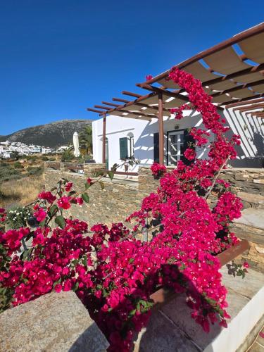Apollon-Artemis Apartments - Sifnos