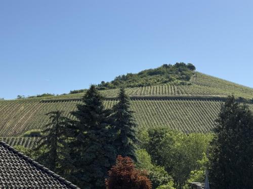Apkārtne, Ferienhaus Licht-Blick 9 in Wiltingen