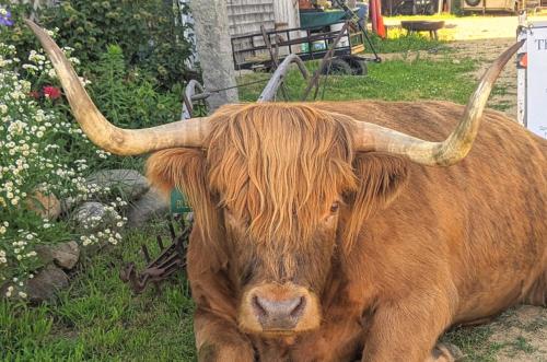 Highland Cattle Farm - Cozy Studio - B