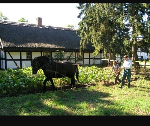Agroturystyka Pod Debami w Klukach in Kluki (Lodz)