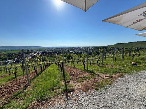 Apartment am Weinberg in Korb