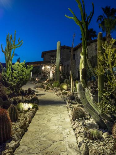 Garden Cactus