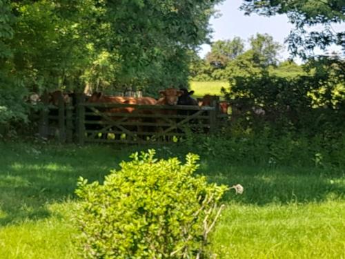 Glamping Bell Tent in Norton St Philip