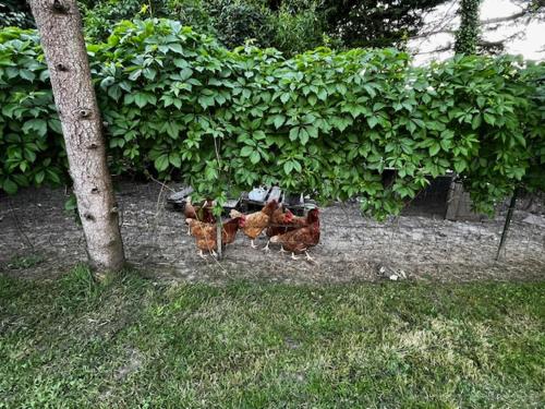 La Duine, le calme, la campagne in Saint-Andre-des-Eaux