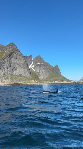 Lofoten Bed & Breakfast Reine - Rooms & Apartments 4