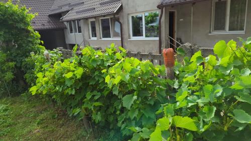 Casuta Bunicilor in Pucioasa