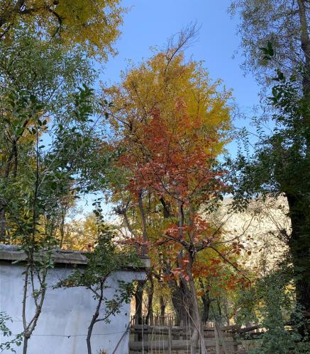 Kalash Echo Lodge in Ayun