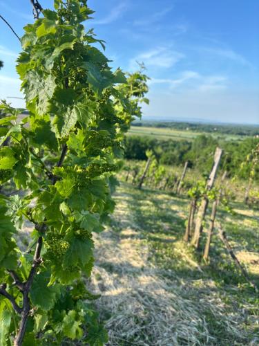 Romantisches Ferienhauschen in den Weinbergen von Garabonc mit schoner Aussicht in Garabonc