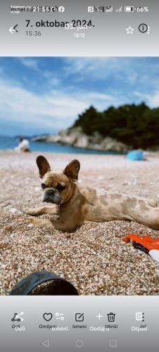 Pet Friendly Apartment Ground Floor