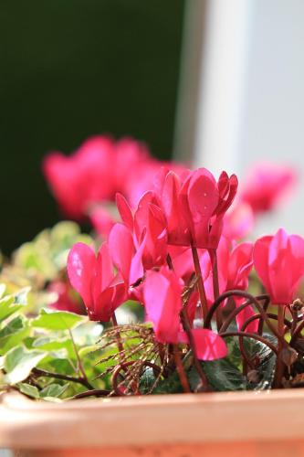 Parkhouse B&B - image 2