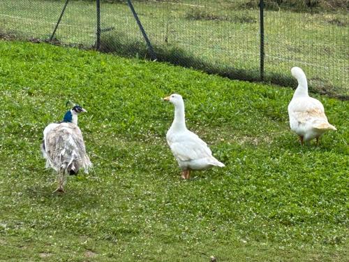 Les jardins in Pressigny (Poitou-Charentes)