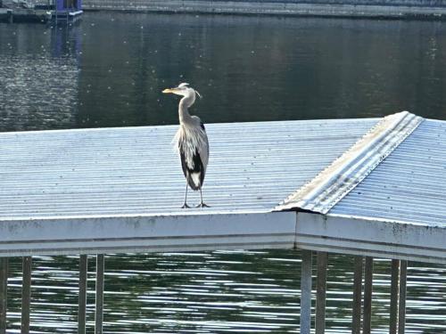 Luxury Lakefront Home with Private Dock 5BR5BA - image 7