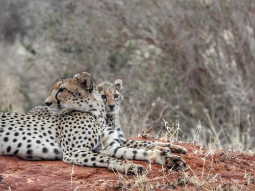 . Tausa Tsavo Eco Lodge