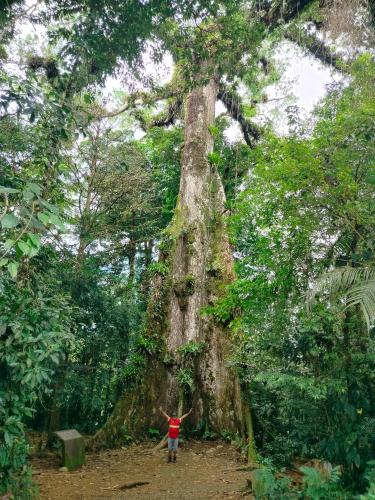 Bosque celeste in Guatuso