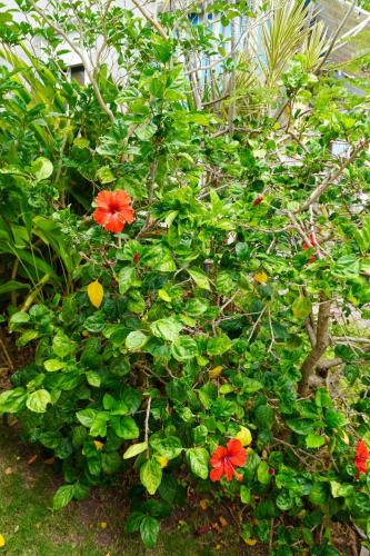 Maisonette Hibiscus Peace and Quiet in Terre-de-Bas in Terre-de-Haut