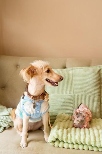 Pawtel - image 7