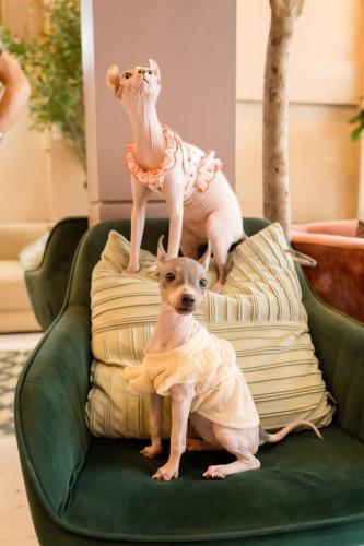 Pawtel - image 9