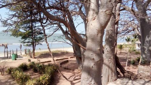 Strandhaus unter den Baobabbäumen (Strandhaus unter den Baobabbaumen) in Tanji