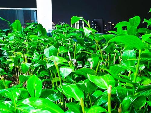 Surrounding environment, The Rainbow suites by wisma infinitum klcc in Little India