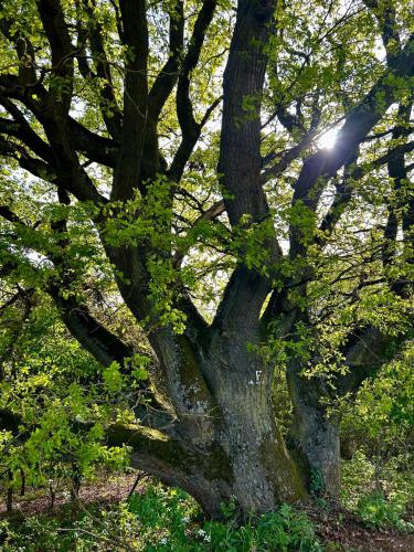 Apkārtne, FEWO Unterm Stein - Hänsel & Gretel - bis 5 Gäste (FEWO Unterm Stein - Hansel & Gretel - bis 5 Gaste) in Alheim