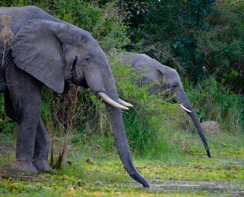 Zikomo Safari Camp in Kakumbi