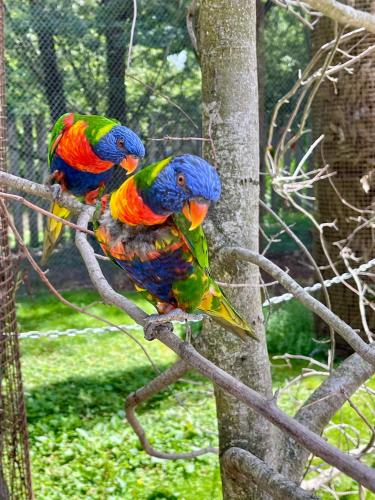 Iekārtas, Suite Aracari, clim, balneo, terrasse - Parc des Oiseaux in Villars-les-Dombes