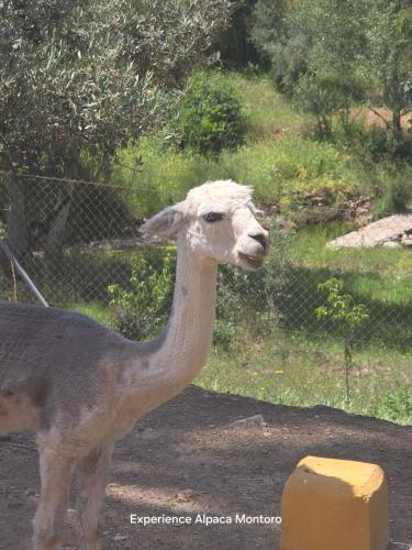 Experience Alpacas in Andalucia