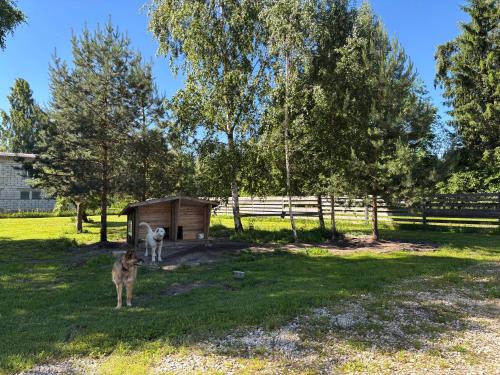 Cozy cabin near Peipsi in Kasepää