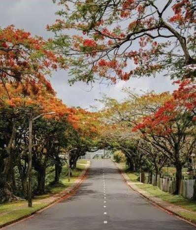 Red Palm Hotel — other in Holland St, Suva Fiji,