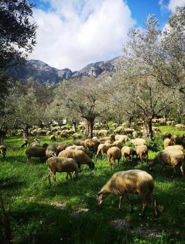 Azienda Agrituristica Marenna in Faicchio
