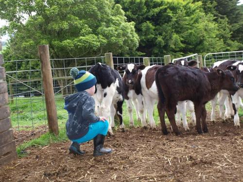 Manderley Park Farmstay B&B - Accommodation - Buln Buln