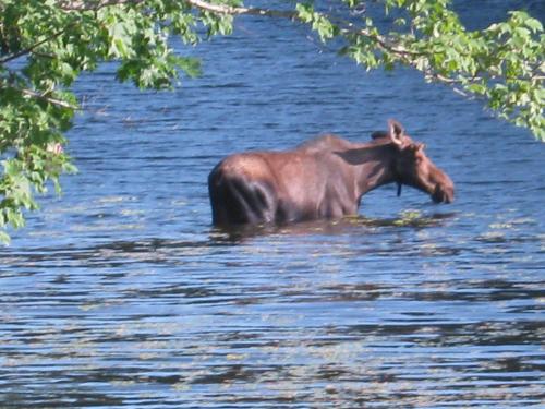 Alamoosook Lakeside Inn Orland - image 6