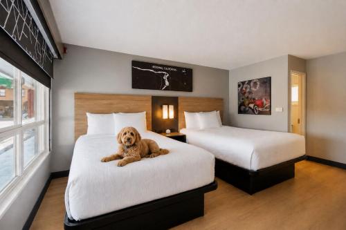 2 queen beds