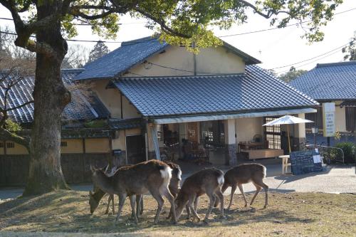 B&B Nara - The Deer Park Inn - Bed and Breakfast Nara