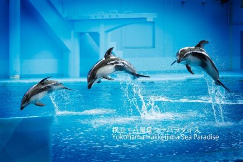 Nearby attraction, HANAMIZUKI Cozy Apt near Kamakura & Yokohama in Sakae