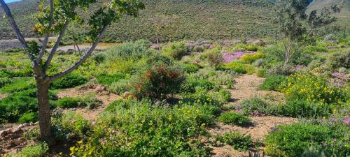 View, Lankverwacht Guest Farm in Vanrhynsdorp