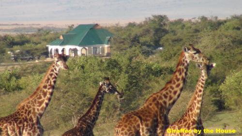 B&B Talek - Narasha Homestay - Maasai Mara - Bed and Breakfast Talek